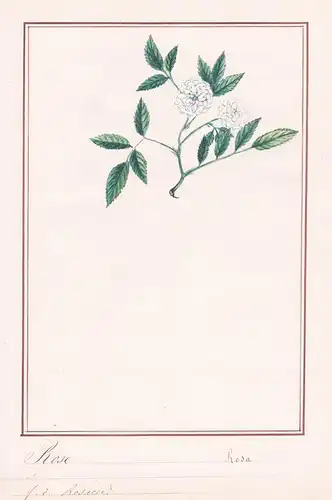 Rose / Rosa - Rose roses Rosen / Botanik botany / Blume flower / Pflanze plant