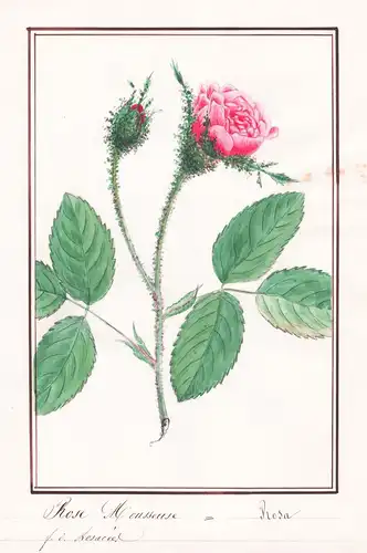 Rose Mousseuse / Rosa centifolia - Moosrose Rose roses Rosen / Botanik botany / Blume flower / Pflanze plant