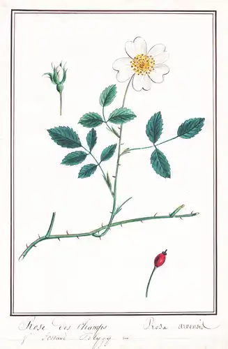 Rose des Champs / Rosa arvensis - roses Rosen / Botanik botany / Blume flower / Pflanze plant