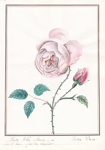 Rose Thé blanche / Rosa thea - Rose roses Rosen / Botanik botany / Blume flower / Pflanze plant
