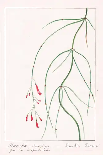 Russelia Ionciforme / Russelia Juncea - fountainbush Russelia equisetiformis / Botanik botany / Blume flower /