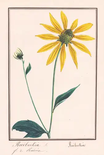 Rudbeckia / Rudbeckia - Botanik botany / Blume flower / Pflanze plant