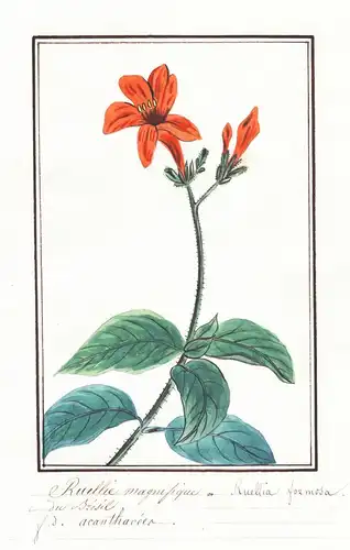 Ruellia magnifique = Ruellia formosa - Botanik botany / Blume flower / Pflanze plant