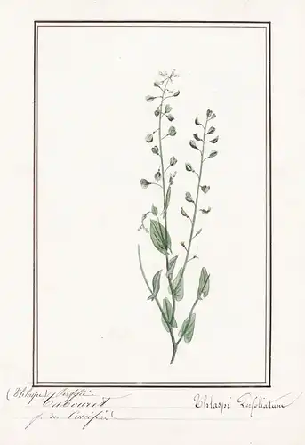 Tabouret / Thlaspi perfoliatum - Stängelumfassendes Hellerkraut / Botanik botany / Blume flower / Pflanze plan
