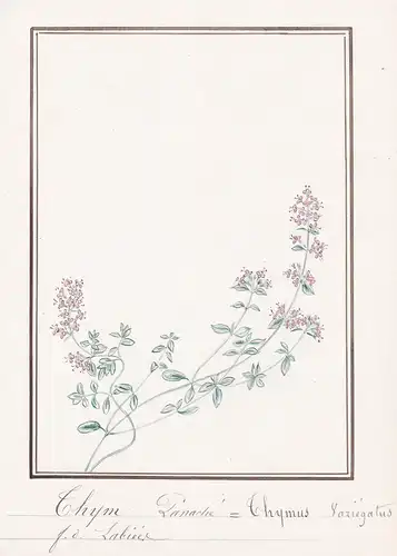 Thym pointu / Thymus acynos - Thymian thyme / herbs Kräuter / Botanik botany / Blume flower / Pflanze plant