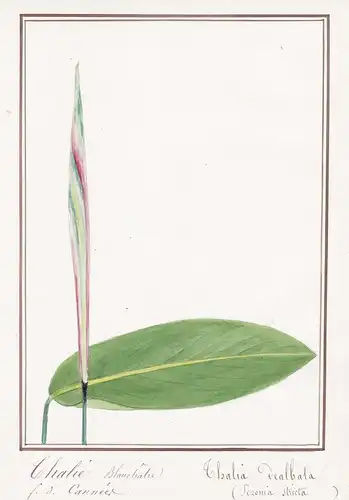 Thalie blanchatre / Thalia dealbata - powdery alligator-flag / Botanik botany / Blume flower / Pflanze plant