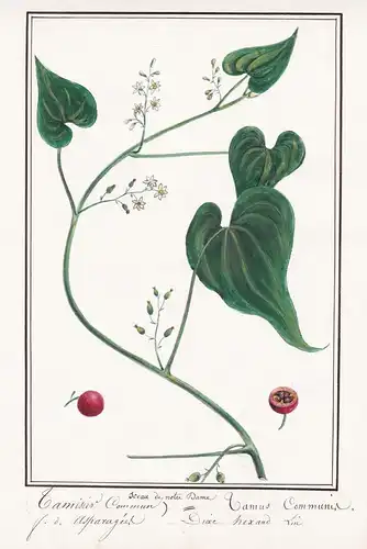 Tamisier commun / Tamus communis - Schmerwurz Botanik botany / Blume flower / Pflanze plant