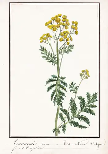 Tanaisie commun = Tanacetum vulgare - Rainfarn Tansy / Botanik botany / Blume flower / Pflanze plant