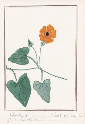 Thunbergia / Thunbergia aurantiaca - Botanik botany / Blume flower / Pflanze plant