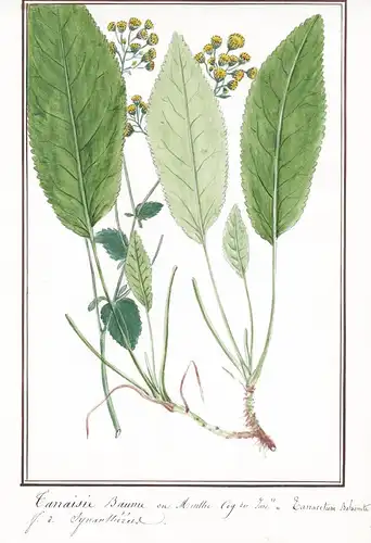 Tanaisie baume ou menthe cog des Jard.rs = Tanacetum balsamita - Frauenminze costmary / Botanik botany / Blume