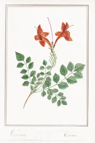 Tecoma - Botanik botany / Blume flower / Pflanze plant