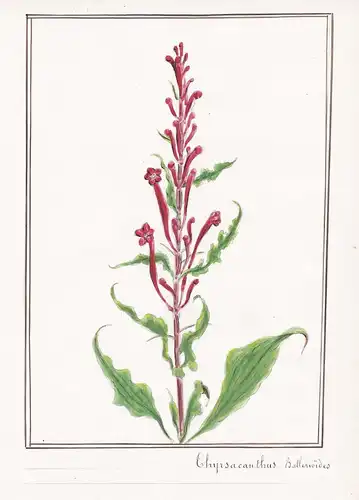Thyrsacanthus balleroides - Botanik botany / Blume flower / Pflanze plant