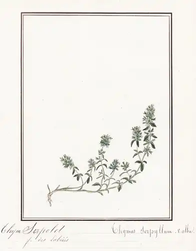 Thym serpolet / Thimus serpyllum v. alba - Sand-Thymian Breckland thyme / herbs Kräuter / Botanik botany / Blu