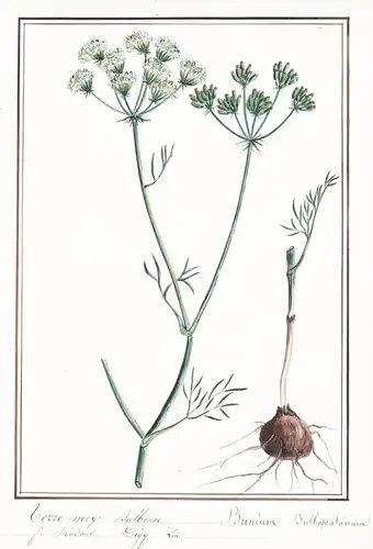 Terre-noix bulbeuse / Bunium Bulboscatanum - Knollenkümmel great pignut / Botanik botany / Blume flower / Pfla