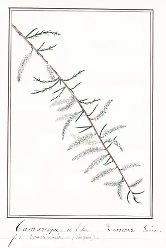 Tamarisque de l'Inde / Tamarix Indica - Botanik botany / Blume flower / Pflanze plant