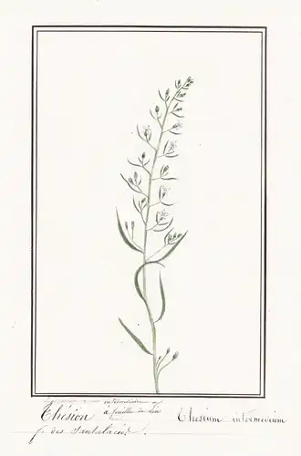 Thesion / Thesium intermedium - Botanik botany / Blume flower / Pflanze plant