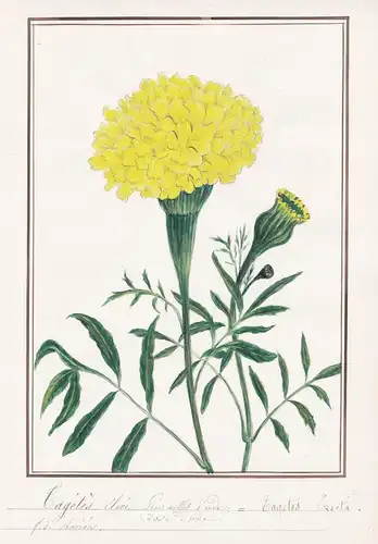 Tagetes, eleve grand oeillet d'Inde / Tagetes erecta - Botanik botany / Blume flower / Pflanze plant