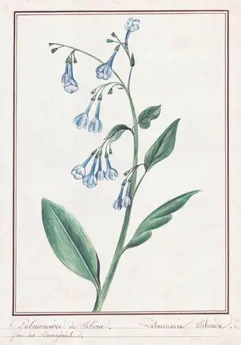 Pulmonaire de Siberie = Pulmonaria Siberica - Lungenkraut lungwort / Botanik botany / Blume flower / Pflanze p