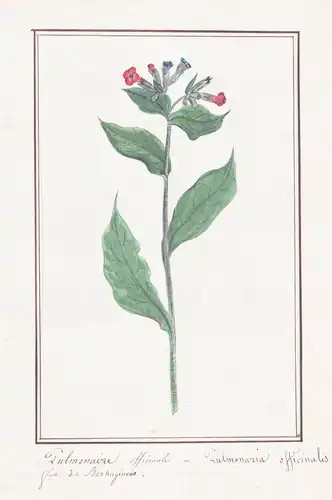Pulmonaire officinale = Pulmonaria officinalis - Lungenkraut lungwort / Botanik botany / Blume flower / Pflanz