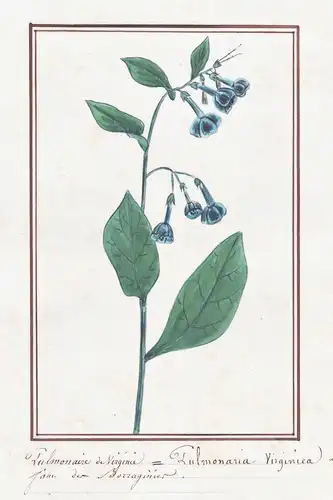 Pulmonaire de Virginie = Pulmonaria Virginica - Lungenkraut lungwort / Botanik botany / Blume flower / Pflanze