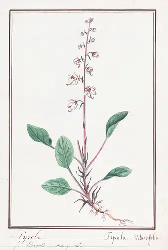 Pyrole / Pyrola Rotundifolia - Rundblättriges Wintergrün round-leaved wintergreen / Botanik botany / Blume flo