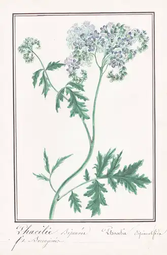 Phacelie Bipenne / Phacelia Bipinnatifida - Farnblatt-Phacelia purple phacelia / Botanik botany / Blume flower