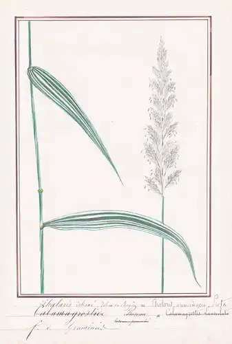 Phalaris rubane, Ruban de Bergere = Phalaris arundinacea Picta - Rohrglanzgras Reed grass / Botanik botany / B