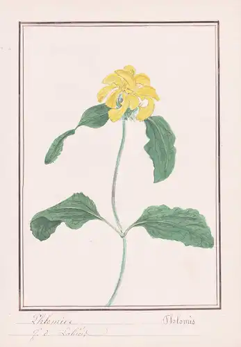 Phlomide = Phlomis - Brandkraut / Botanik botany / Blume flower / Pflanze plant