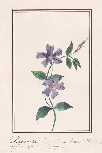 Pervenche = Vinca - Immergrün Evergreen / Botanik botany / Blume flower / Pflanze plant