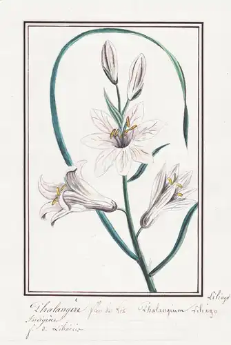 Phalangere fleur de Lis = Phalangium Liliago - Lilie lily Graslilie St Bernard's lily / Botanik botany / Blume