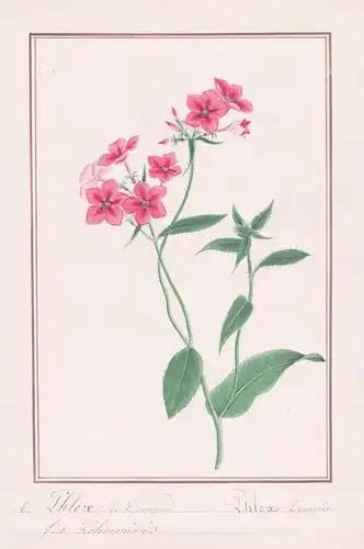 Phlox de Drummone = Phlox Drummondii - Flammenblume Phlox phlox / Botanik botany / Blume flower / Pflanze plan