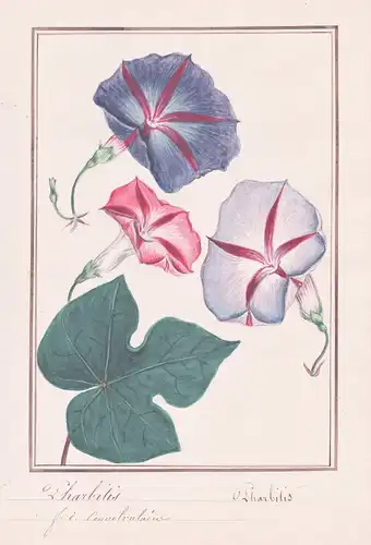 Pharbitis - Purpur-Prunkwinde morning-glory / Botanik botany / Blume flower / Pflanze plant
