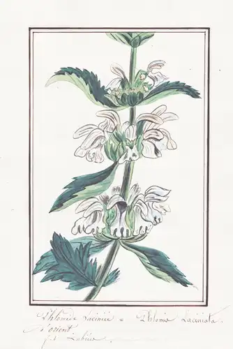 Phlomide Lacinee = Phlomis Laciniata - Brandkraut / Botanik botany / Blume flower / Pflanze plant