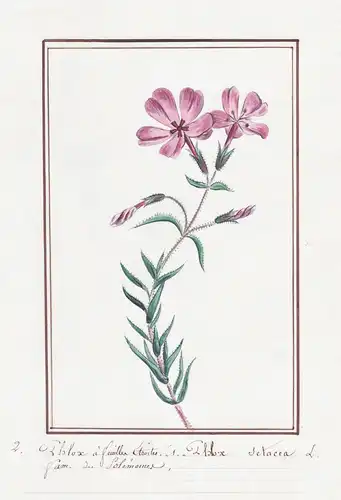 Phlox a feuilles Etroites = Phlox setacea - Flammenblume Schmalblättriger Phlox phlox / Botanik botany / Blume