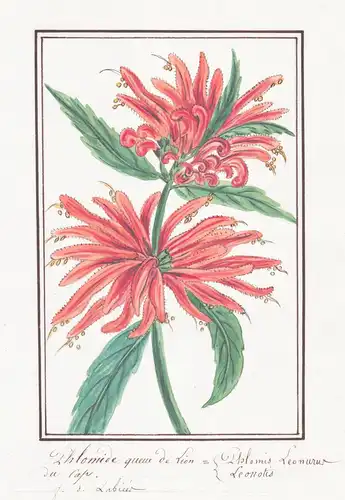 Phlomide queue de Lion = Phlomis Leonurus - Löwenohr Leonotis / Botanik botany / Blume flower / Pflanze plant