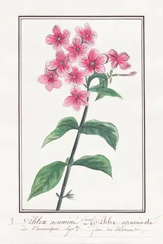 Phlox acumine = Phlox accuminata - Flammenblume Phlox phlox / Botanik botany / Blume flower / Pflanze plant