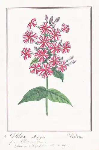 Phlox Rodigas = Phlox - Flammenblume Phlox phlox / Botanik botany / Blume flower / Pflanze plant