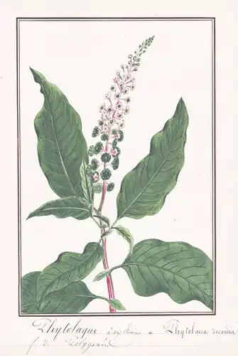 Phytolaque a dix Etamines = Phytolacca decandra - Kermesbeere pokeberry / Botanik botany / Blume flower / Pfla