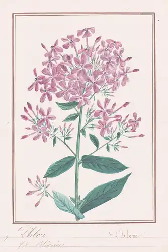 Phlox - Flammenblume Phlox phlox / Botanik botany / Blume flower / Pflanze plant