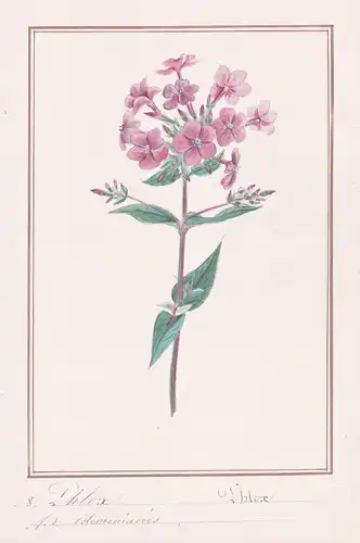 Phlox - Flammenblume Phlox phlox / Botanik botany / Blume flower / Pflanze plant