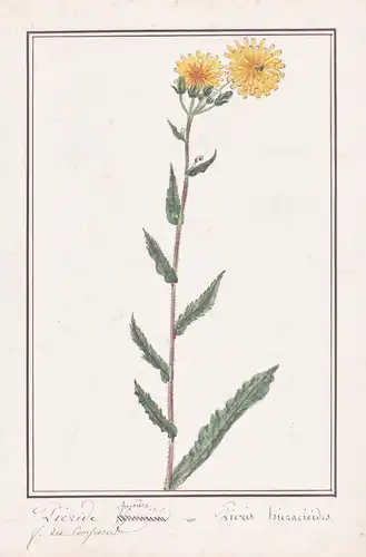 Picride Eperviere = Picris hieracioides - Bitterkraut hawkweed oxtongue / Botanik botany / Blume flower / Pfla