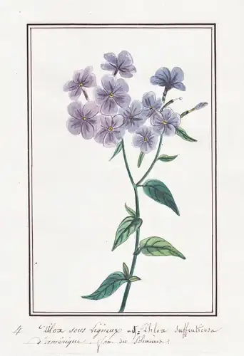 Phlox sous Ligneur = Phlox suffruticosa - Flammenblume Phlox phlox / Botanik botany / Blume flower / Pflanze p
