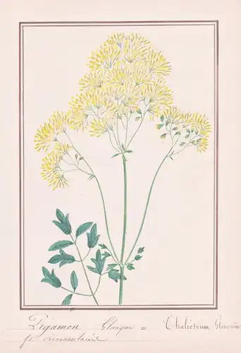 Pigamon Glauque / Thalictrum Glaucum - Graublättrige Wiesenraute meadow-rue / Botanik botany / Blume flower /