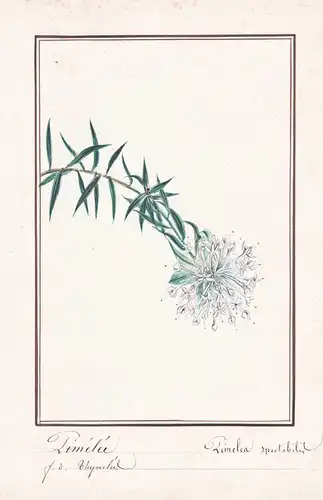 Pimelee / Pimelea spectabilis - Glanzstrauch rice flowers / Botanik botany / Blume flower / Pflanze plant