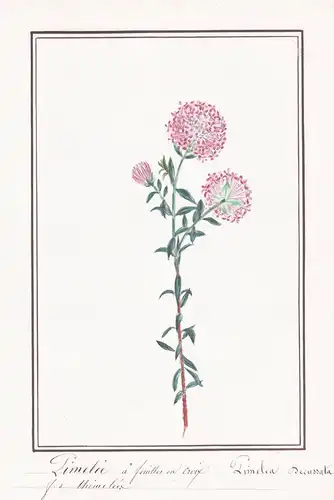 Pimelee a feuilles en cruix / Pimelea pecussata - Glanzstrauch / Botanik botany / Blume flower / Pflanze plant
