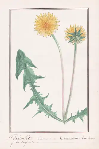 Pissenlet Commun = Taraxacum Dens-Leonis - Löwenzahn dandelion / Botanik botany / Blume flower / Pflanze plant