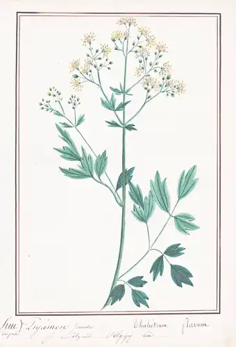 Pigamon Jaunatre / Thalictrum flavum - Gelbe Wiesenraute meadow-rue / Botanik botany / Blume flower / Pflanze