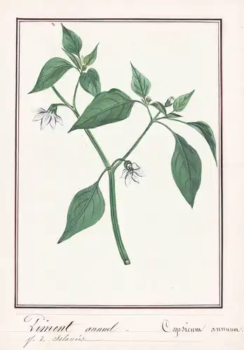 Piment annuel = Capsicum annuum - Spanischer Pfeffer Paprika / Botanik botany / Blume flower / Pflanze plant