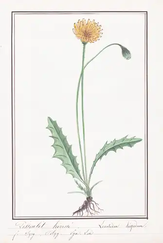 Pissenlet herisse = Leontodon hispidum - Löwenzahn Milchkraut hawkbits / Botanik botany / Blume flower / Pflan