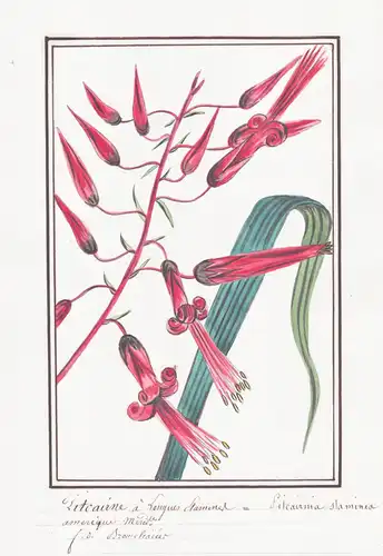 Pitcairne a Longues Staminer = Pitcairnia staminea - Bromeliengewächs Ananasgewächs bromeliads / Botanik botan